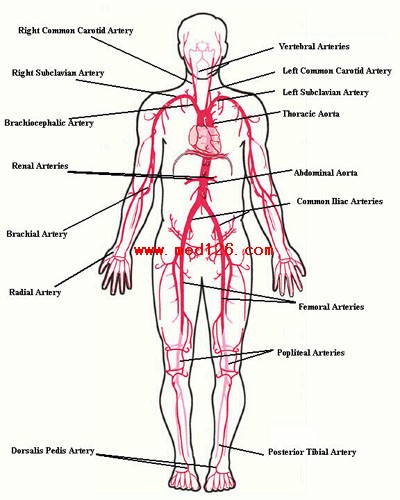 Vascular Anatomy